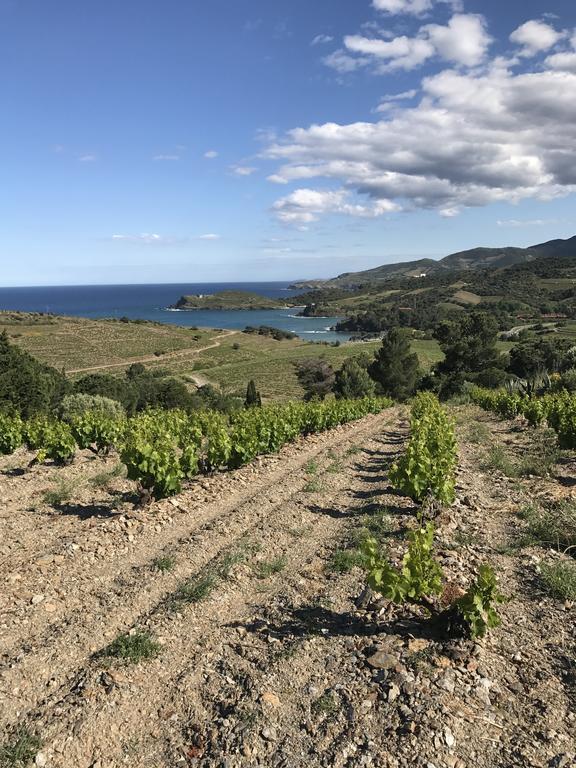 Villa Bougainvilliers Banyuls-sur-Mer Buitenkant foto